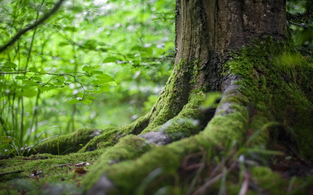 Restaurar ecosistemas: más allá de plantar árboles