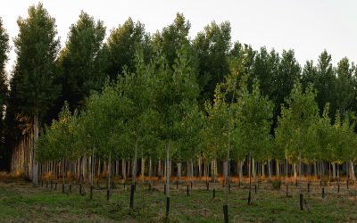 The power of reforestation: how planting trees can combat climate change