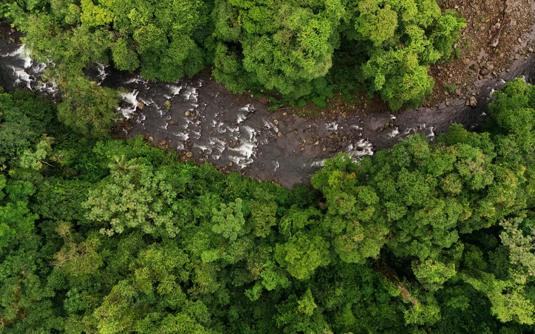 El bosque como nuestro maestro: una colaboración con SweetRush